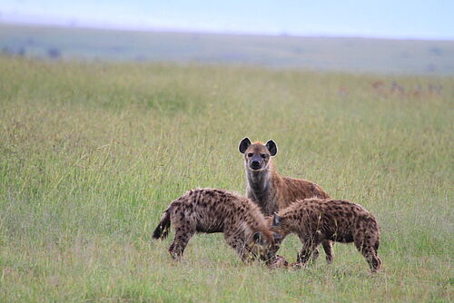 Masai Mara National Park