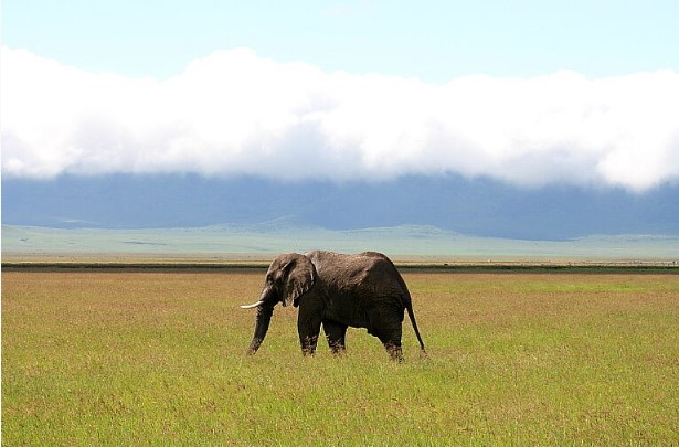 Ngorongoro Crater