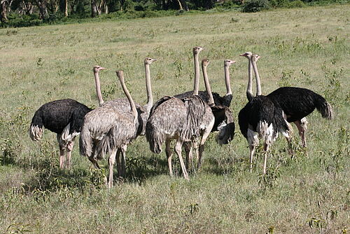 Lake Manyara - Arusha - Zanzibar