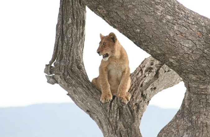 Tarangire National Park - Lake Manyara - Ngorongoro Conservation Area