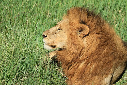 Südliche Serengeti / Ndutu / Lake Masek