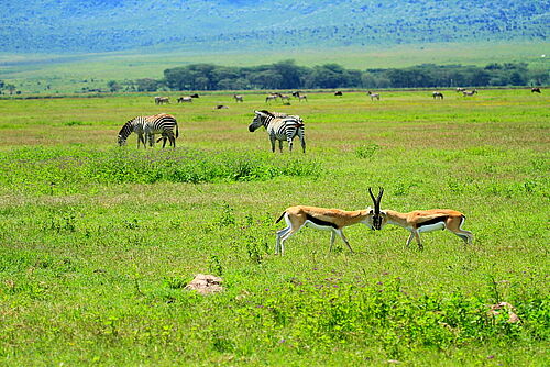 Ngorongoro crater