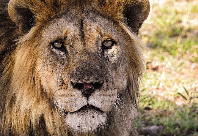 Ngorongoro Conservation Area - Serengeti