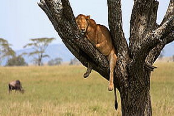 Safari Africa / Tansania