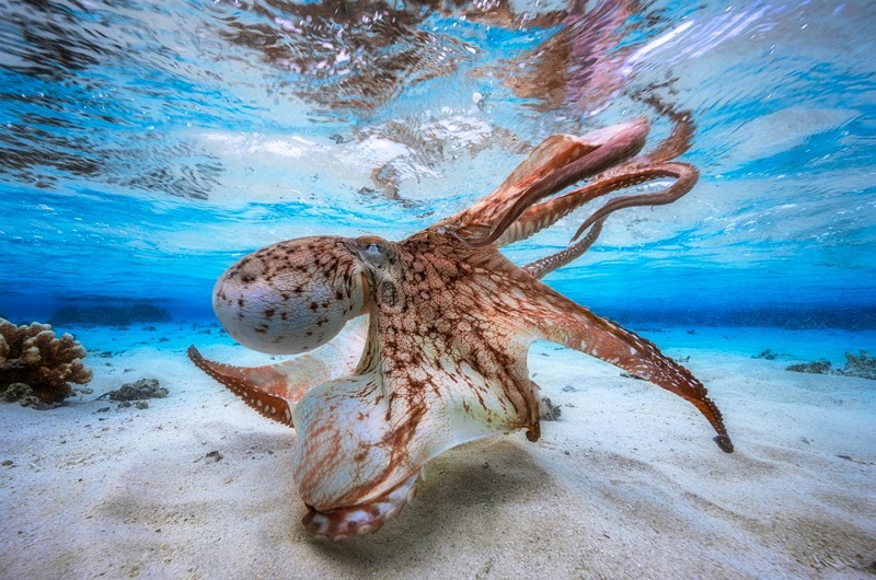  underwater photography