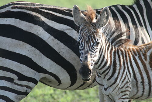 Africa-big-five-tansania-safari