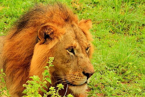 Ziwa-Murchison Falls