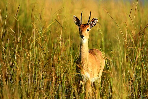 Murchison - Semliki National Park