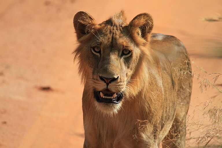 Game drive and boat cruise