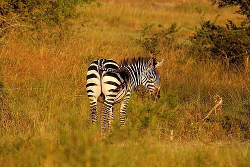 Queen Elizabeth National Park