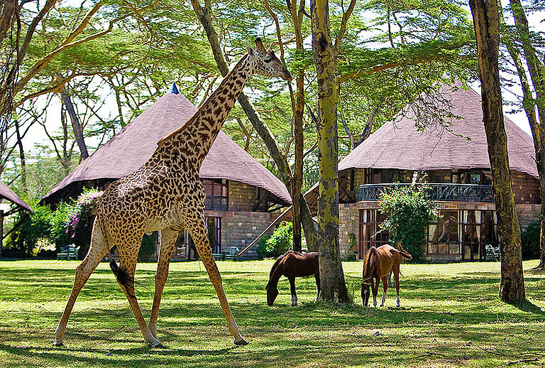 Family Safari