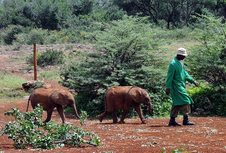 Family Safari