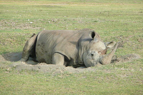 Out Of Africa Safari