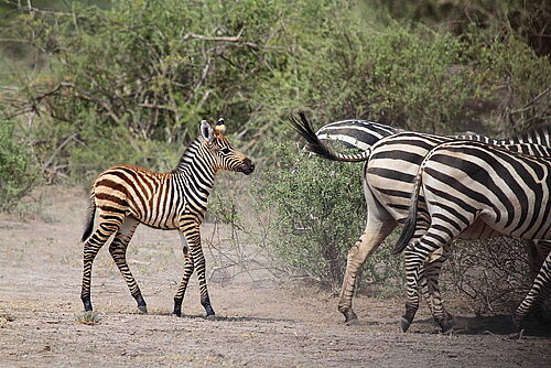  Kilimanjaro Safari Vacation - Habibi World Travel & Tour Africa