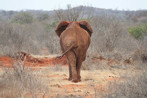 Amboseli - Tsavo West