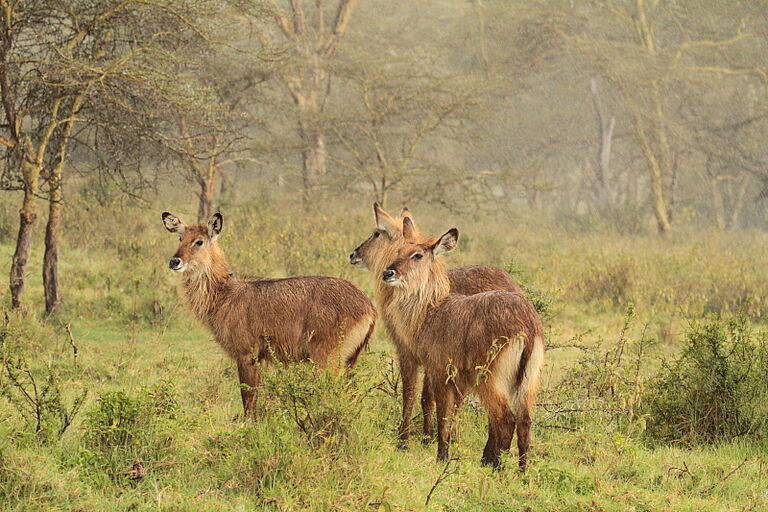  Kilimanjaro Safari Vacation - Habibi World Travel & Tour Afica