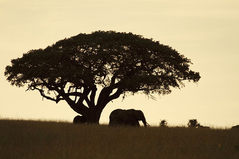 4 Days Masai Mara