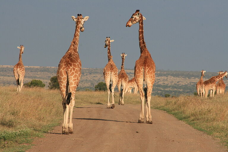  Out Of Africa Safari - Habibi World Travel & Tour Africa