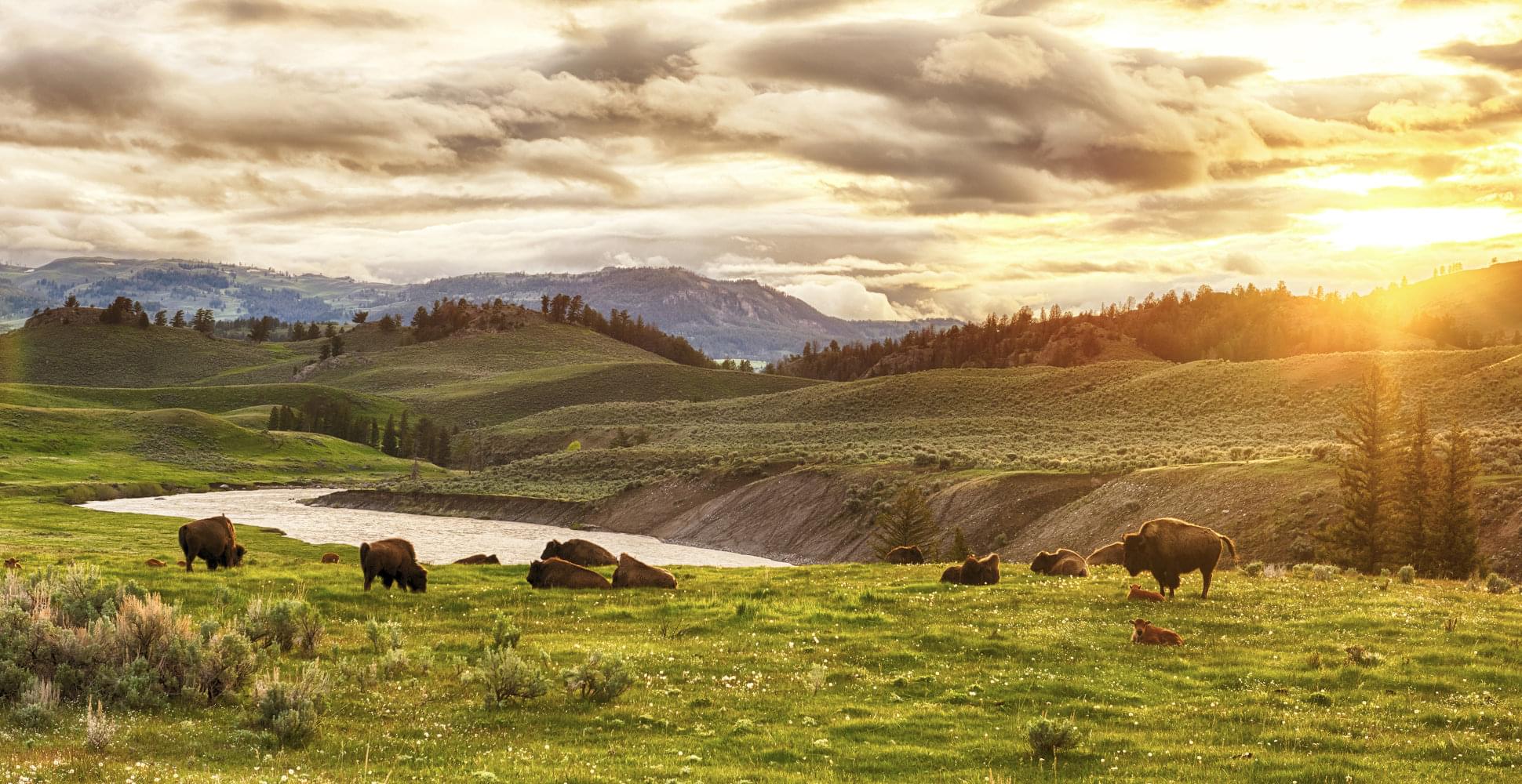  YELLOWSTONE AND GRAND TETON - Habibi World Travel & Tour America