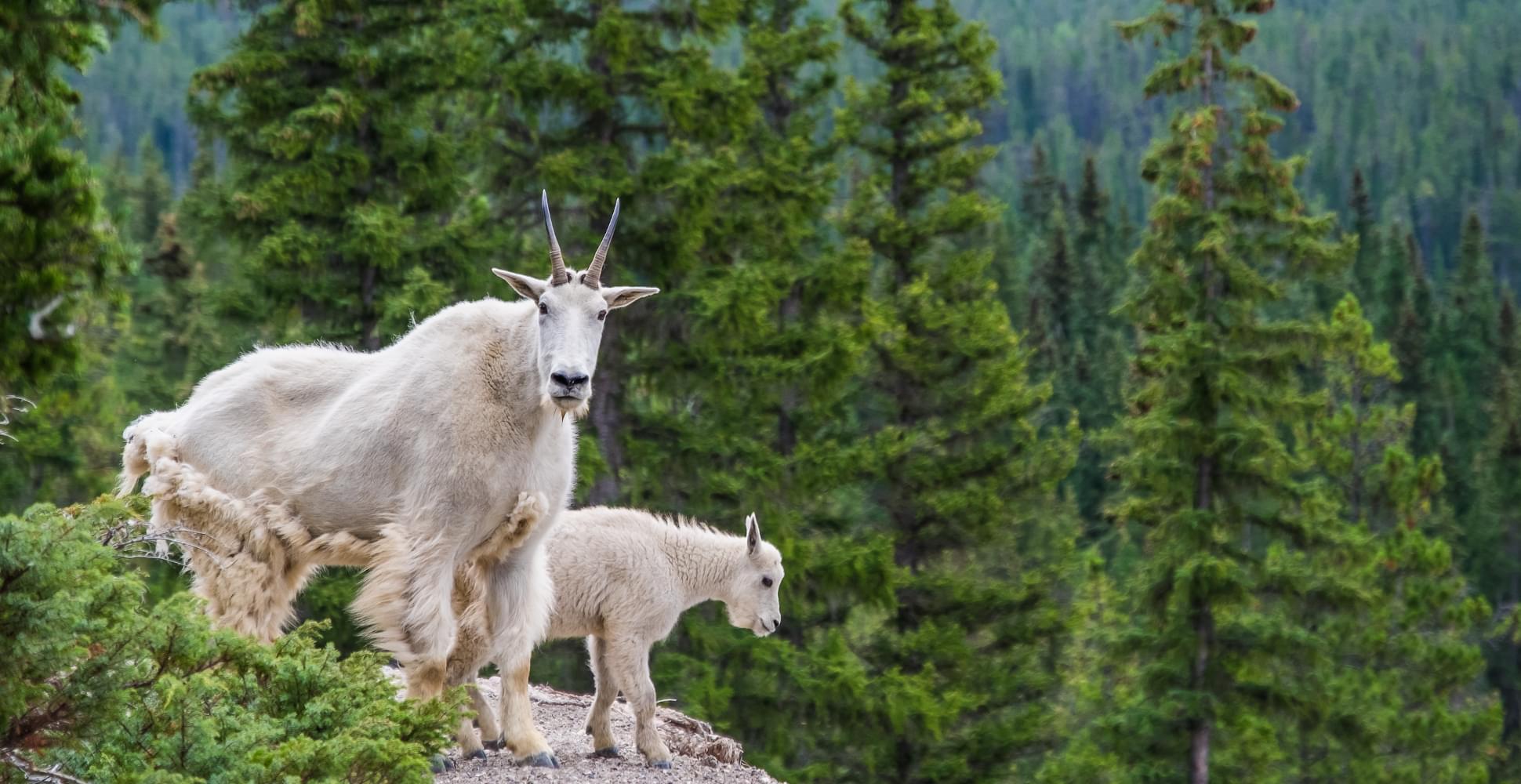  EXPLORING GLACIER NATIONAL-PARK - Habibi World Travel & Tour America