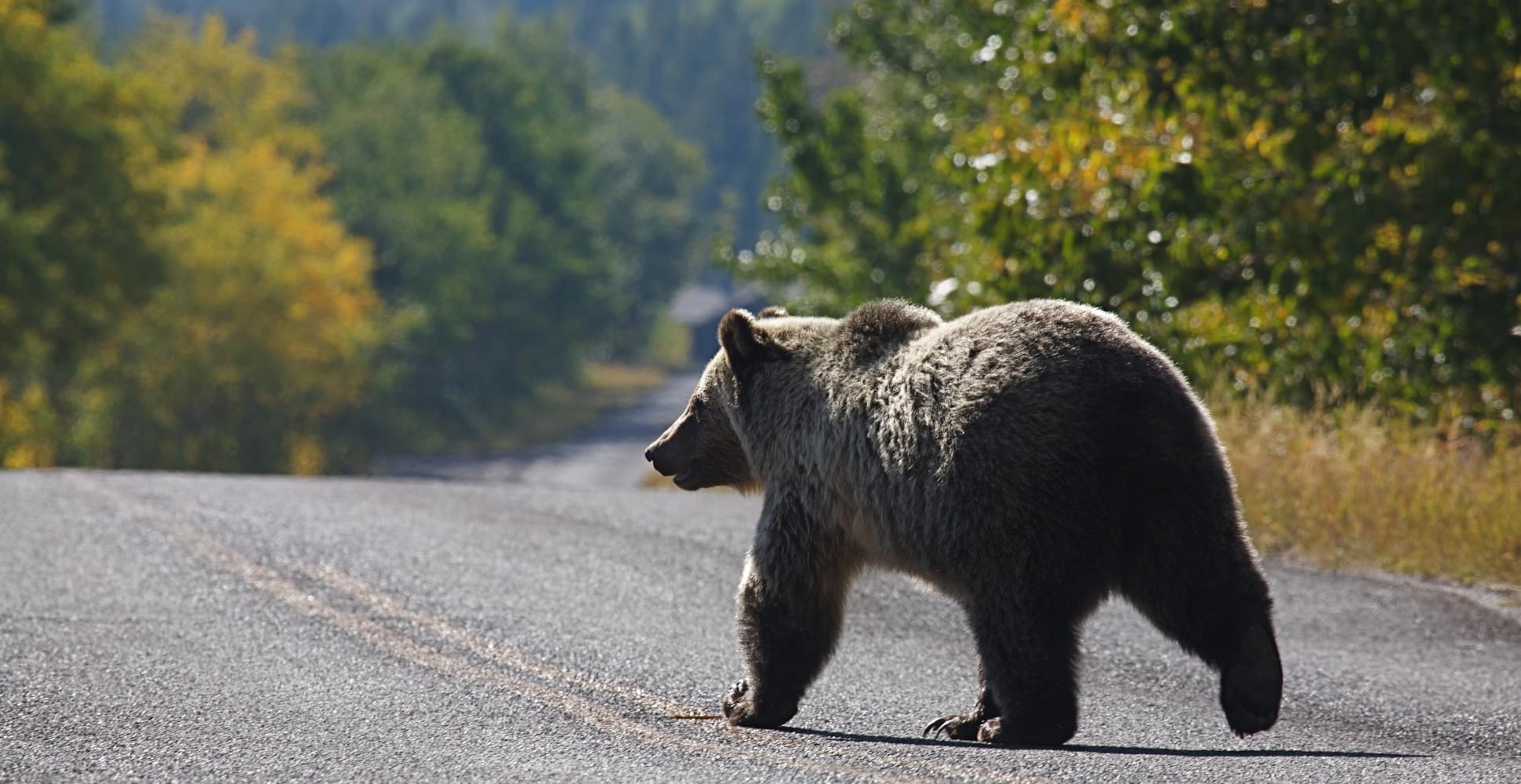  EXPLORING GLACIER NATIONAL-PARK - Habibi World Travel & Tour America