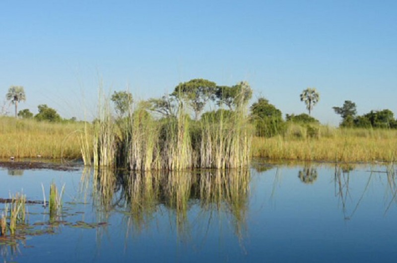 Africa-Botswana-Safari