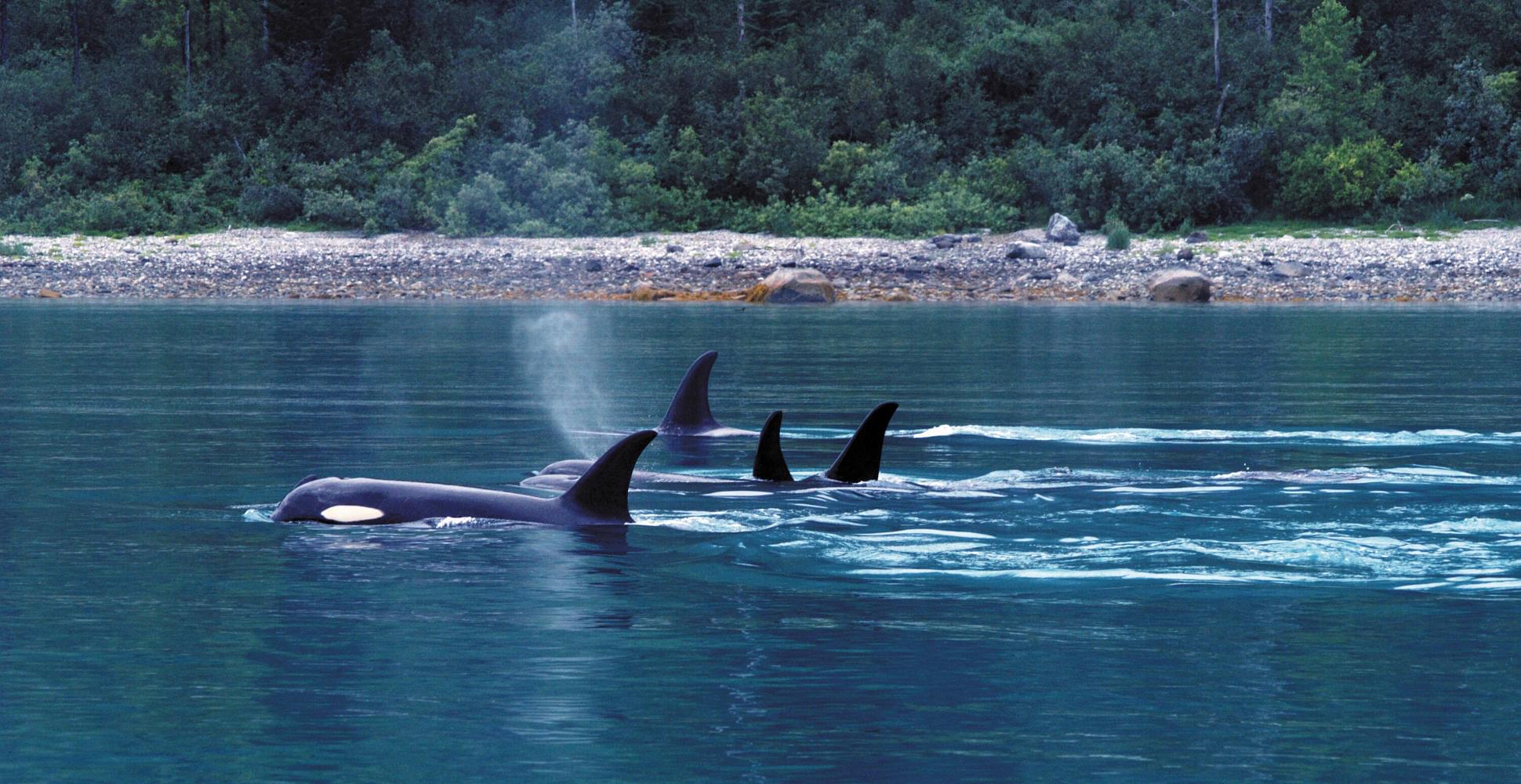  GLACIER BAY AND THE INSIDE PASSAGE Vacation - Habibi World Travel & Tour ALASKA