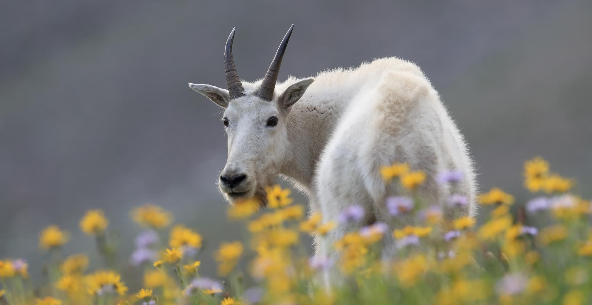 Grand_Slam_of_the_Rockies/05-glacier-national-park.jpg