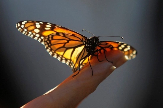 Monarch butterflies Habibi Mexico Travel