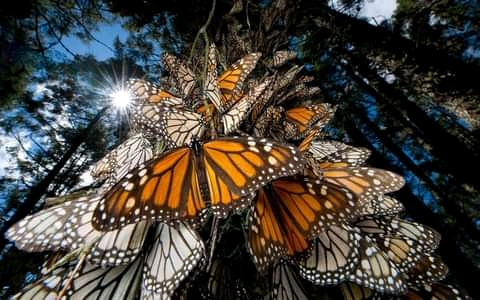 Mexico Travel-Monarch-Butterflies https://habibi-world-travel-agency.com/ - Habibi World Travel