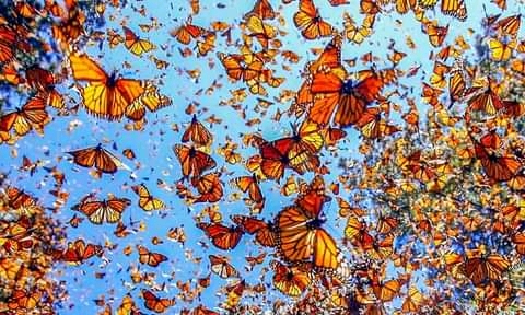 Mexico Travel-Monarch-Butterflies https://habibi-world-travel-agency.com/ - Habibi World Travel