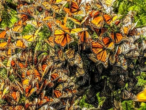 Mexico Travel-Monarch-Butterflies https://habibi-world-travel-agency.com/ - Habibi World Travel