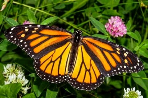 Mexico Travel-Monarch-Butterflies https://habibi-world-travel-agency.com/ - Habibi World Travel