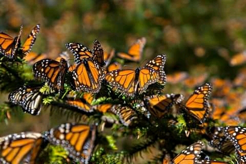 Mexico Travel-Monarch-Butterflies https://habibi-world-travel-agency.com/ - Habibi World Travel