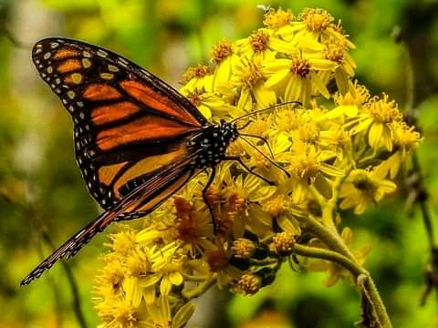 Mexico Travel-Monarch-Butterflies https://habibi-world-travel-agency.com/ - Habibi World Travel