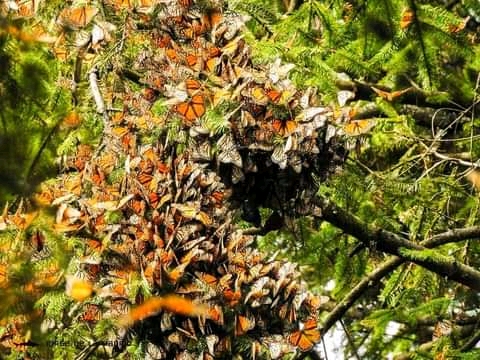 Mexico Travel-Monarch-Butterflies https://habibi-world-travel-agency.com/ - Habibi World Travel