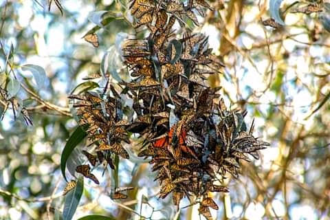 Mexico Travel-Monarch-Butterflies https://habibi-world-travel-agency.com/ - Habibi World Travel