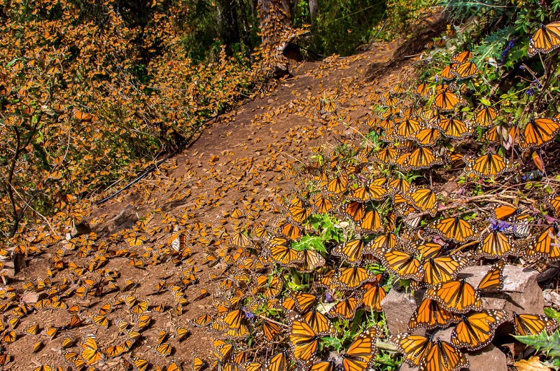 Mexico Travel-Monarch-Butterflies https://habibi-world-travel-agency.com/ - Habibi World Travel