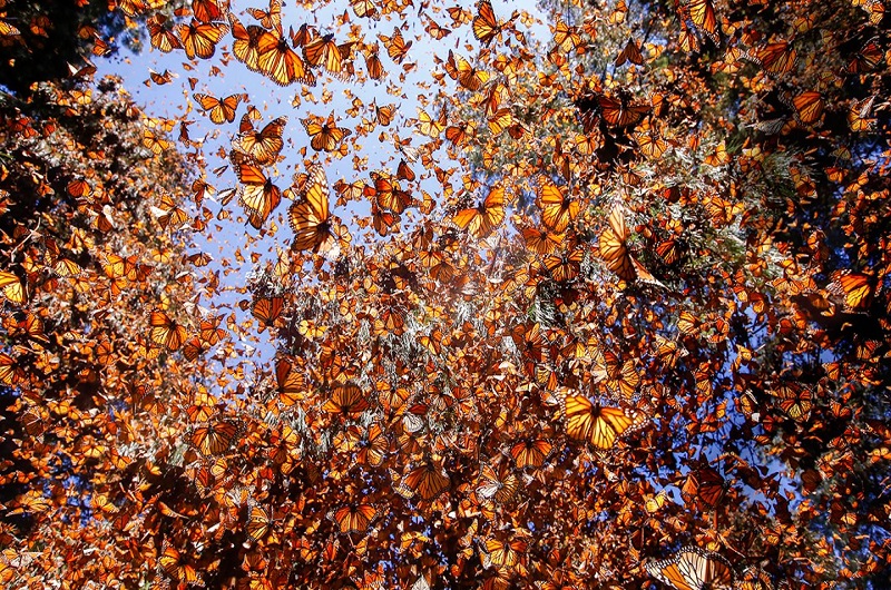 Mexico Travel-Monarch-Butterflies https://habibi-world-travel-agency.com/ - Habibi World Travel