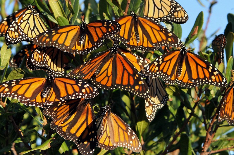 Mexico Travel-Monarch-Butterflies https://habibi-world-travel-agency.com/ - Habibi World Travel