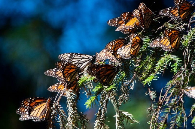 Mexico Travel-Monarch-Butterflies https://habibi-world-travel-agency.com/ - Habibi World Travel