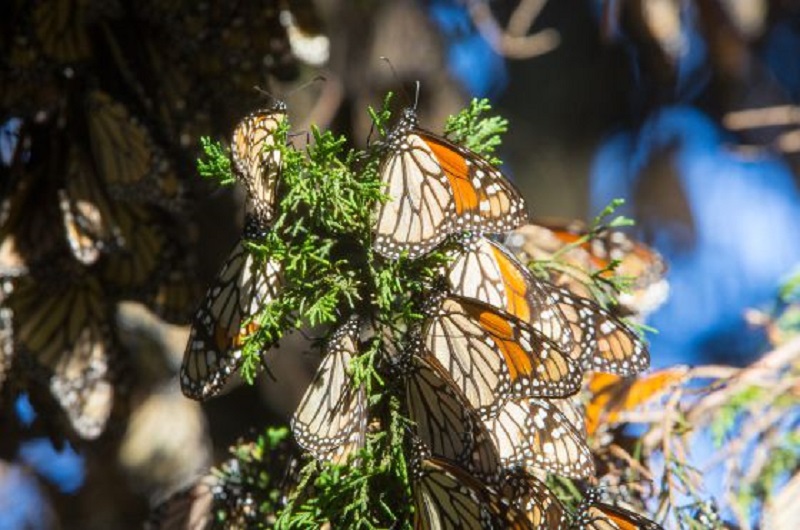 Monarch Butterflies