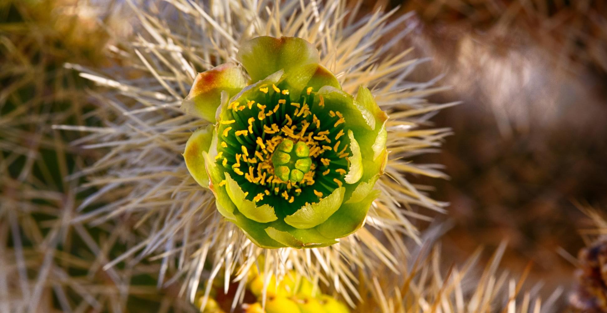  Joshua Tree and Death Trip USA - Habibi World Travel & Tour America