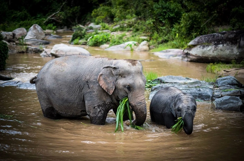 Thailand Trip KANTA ELEPHANT CAMP - 03- HOI AN - Habibi World Travel and Tour - 01