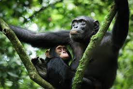  Uganda Gorilla Trekking and Safari Tours - Habibi World Travel & Tour Africa