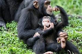  Uganda Gorilla Trekking and Safari Tours - Habibi World Travel & Tour Africa