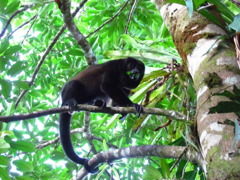 howler monkeys