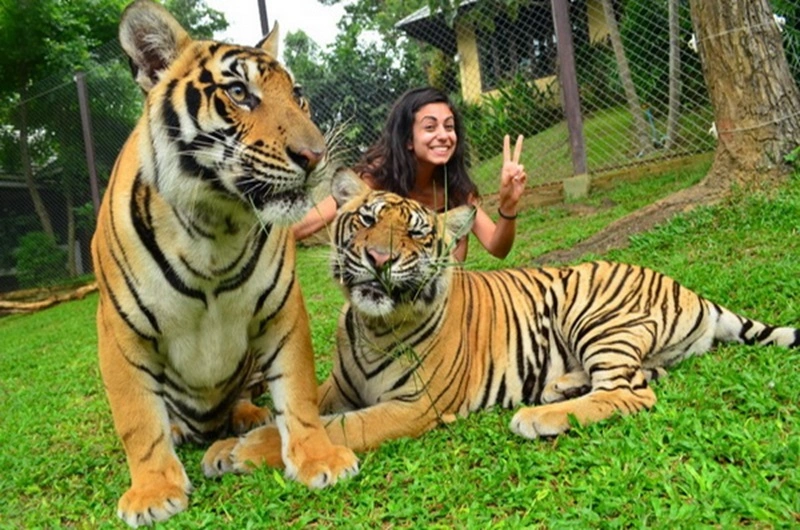 Chang Mai TIGER KINGDOM - Habibi World Travel and Tour - 05