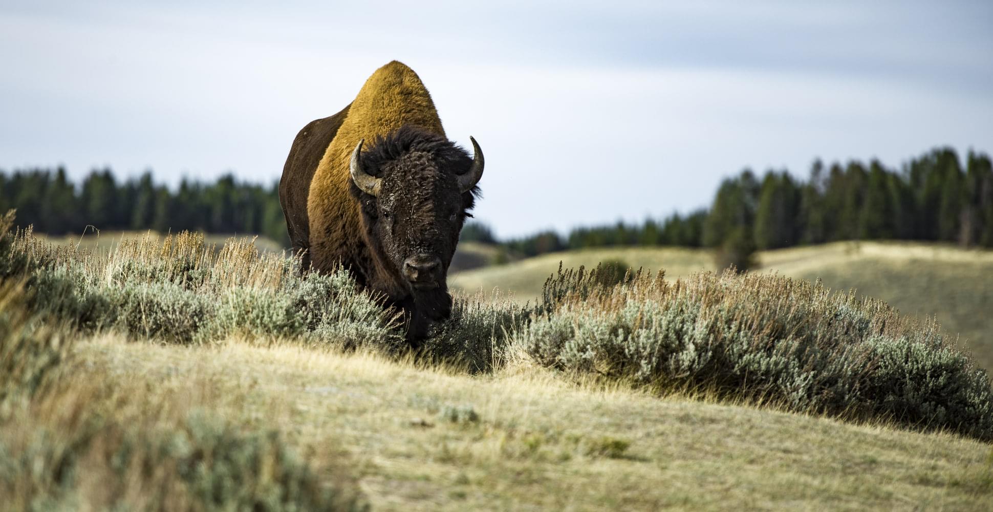 The_Great_Ameri_an_West/GreatAmWest_bison.jpg