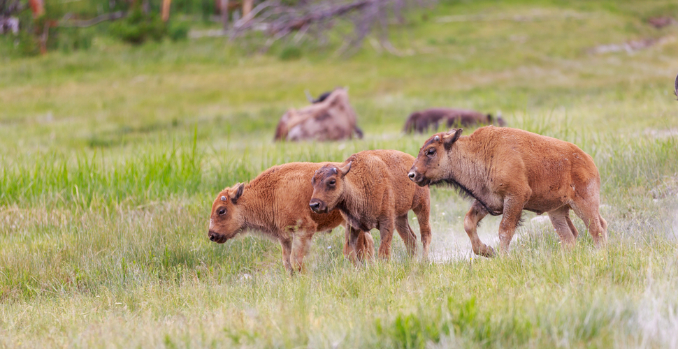  YELLOWSTONE AND GRAND TETON NATIONAL - Habibi World Travel & Tour America